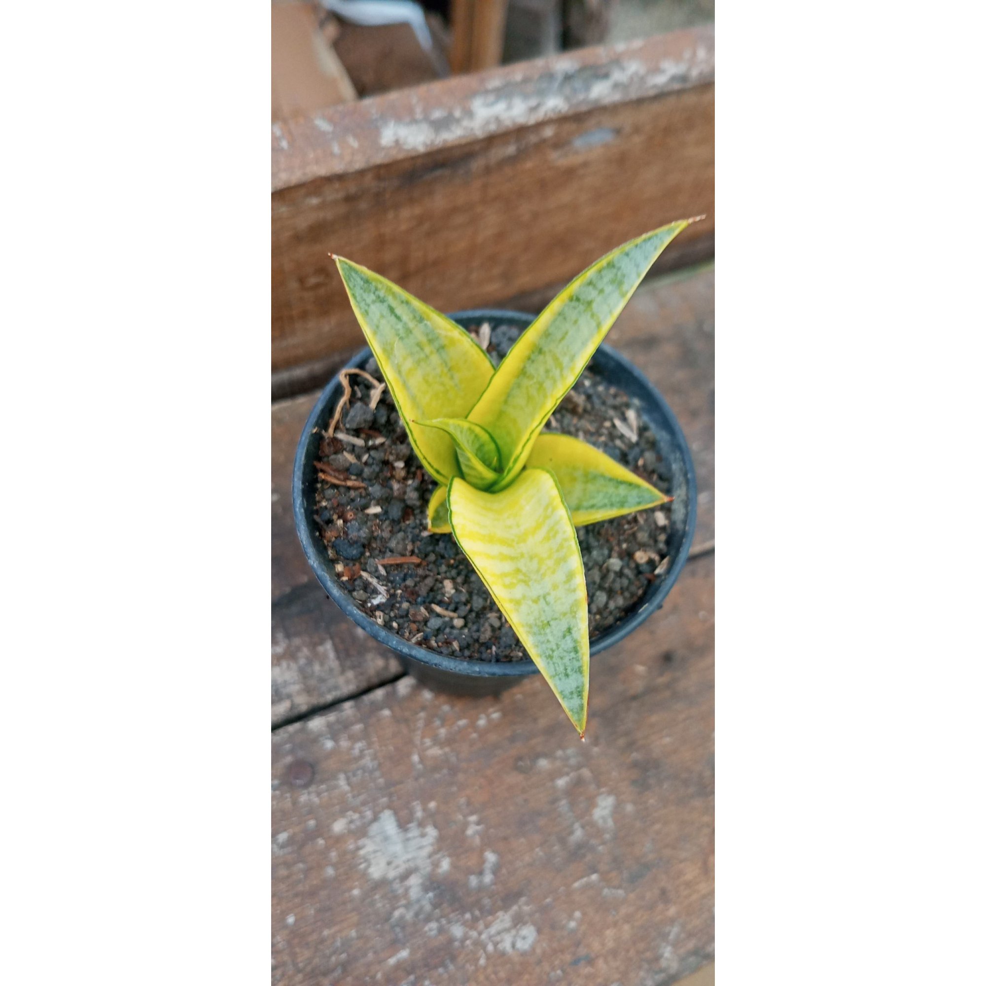 2031. Sansevieria Anjali Variegated
