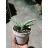 2044. Sansevieria Anjani X Blue Ice size 12 cm