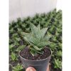 2301. Sansevieria Ao 77 Size 13 Cm