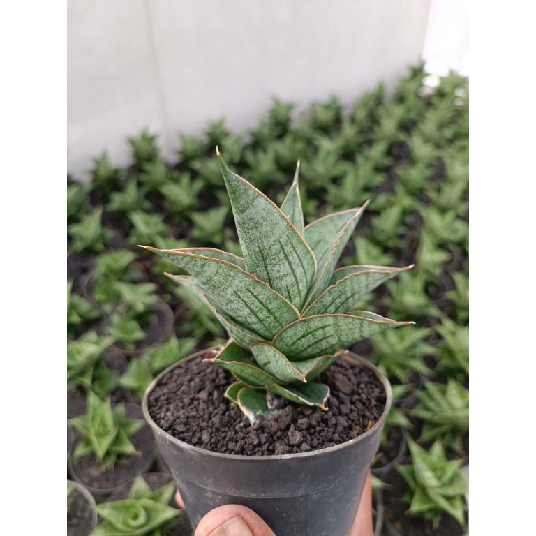 2301. Sansevieria Ao 77 Size 13 Cm