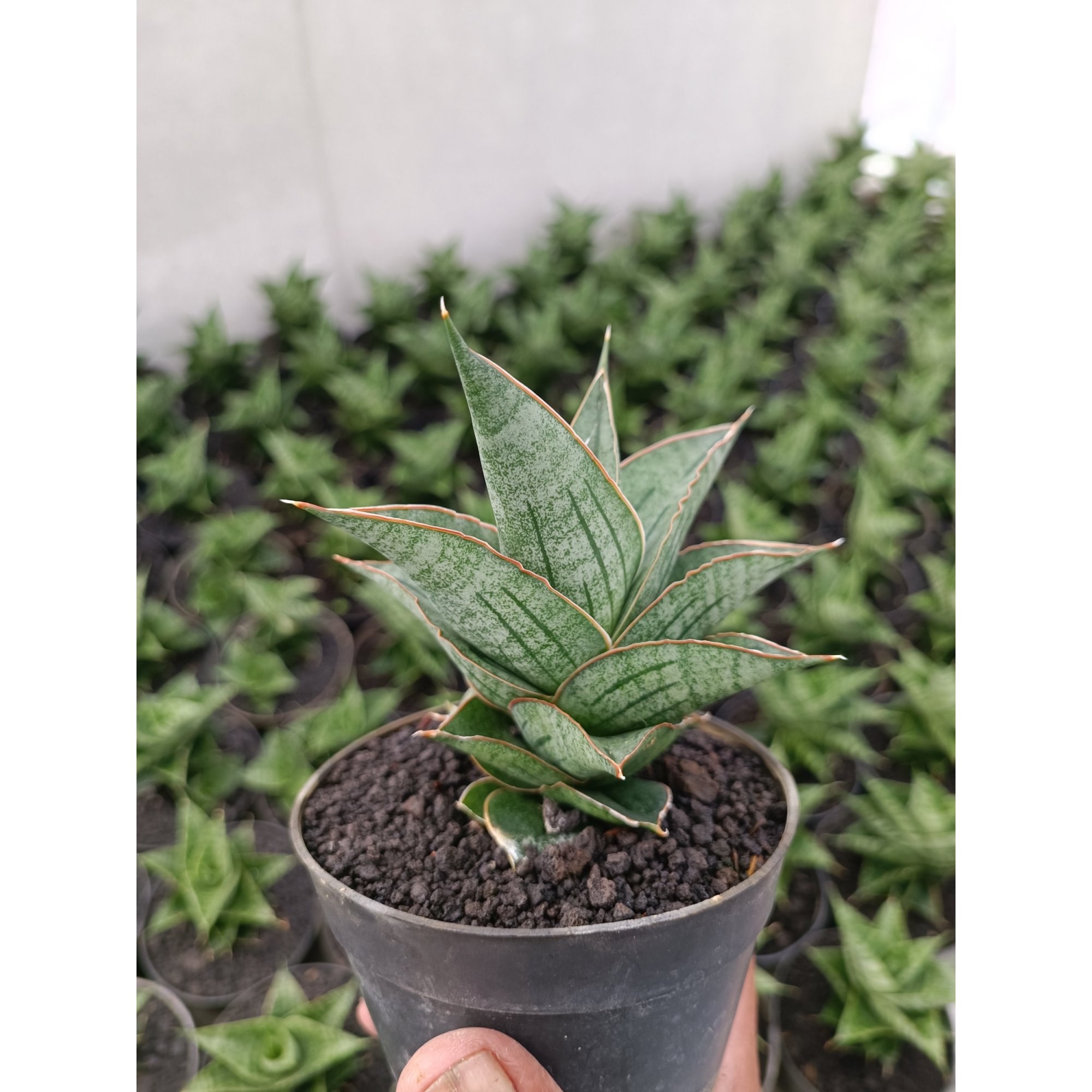 2301. Sansevieria Ao 77 Size 13 Cm