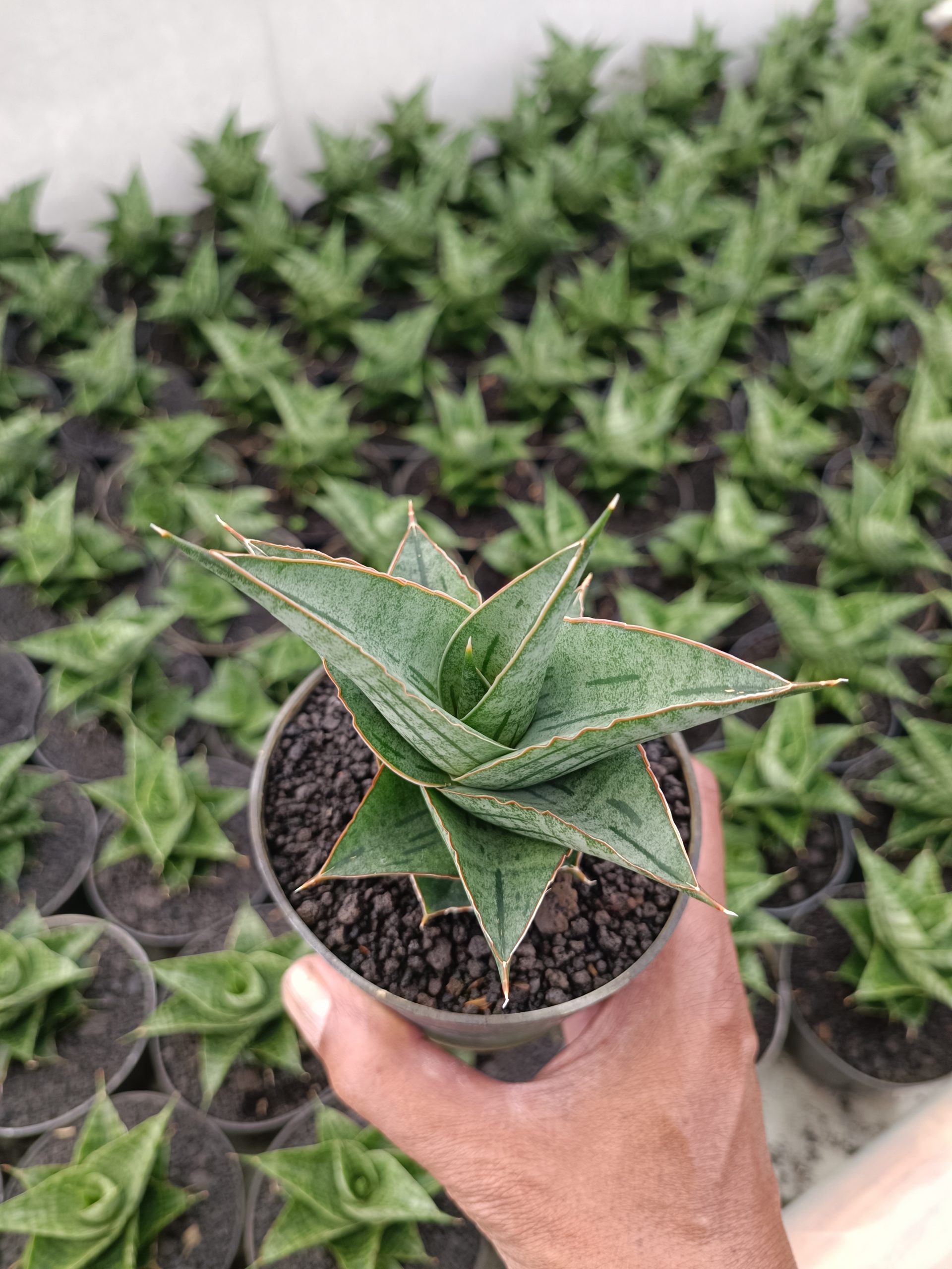 2301. Sansevieria Ao 77 Size 13 Cm - Image 4