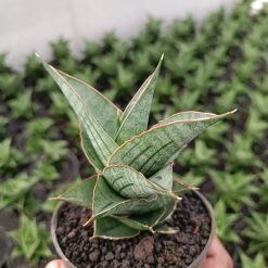 Alternative view of 2301. Sansevieria Ao 77 Size 13 Cm