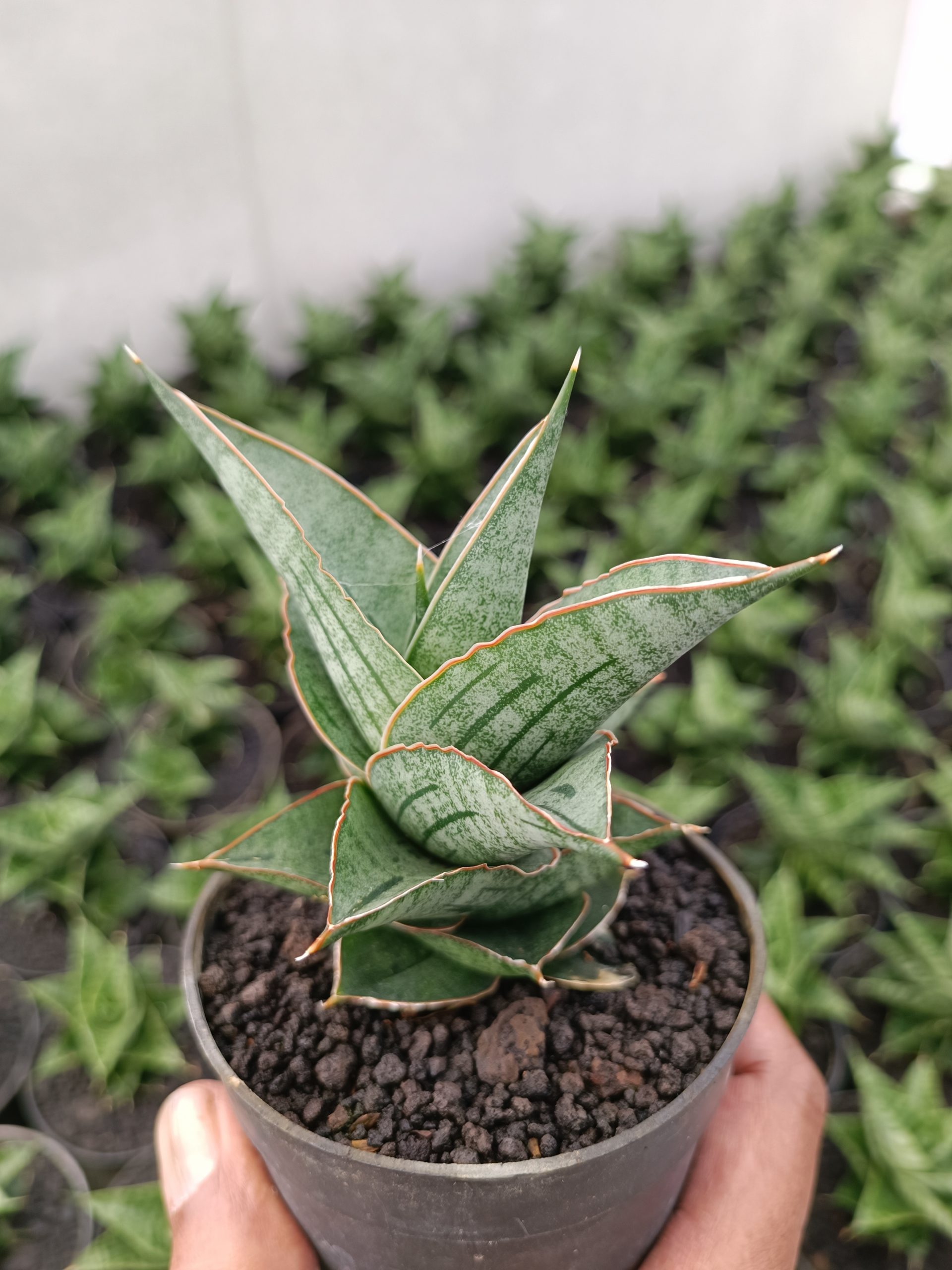 2301. Sansevieria Ao 77 Size 13 Cm - Image 2