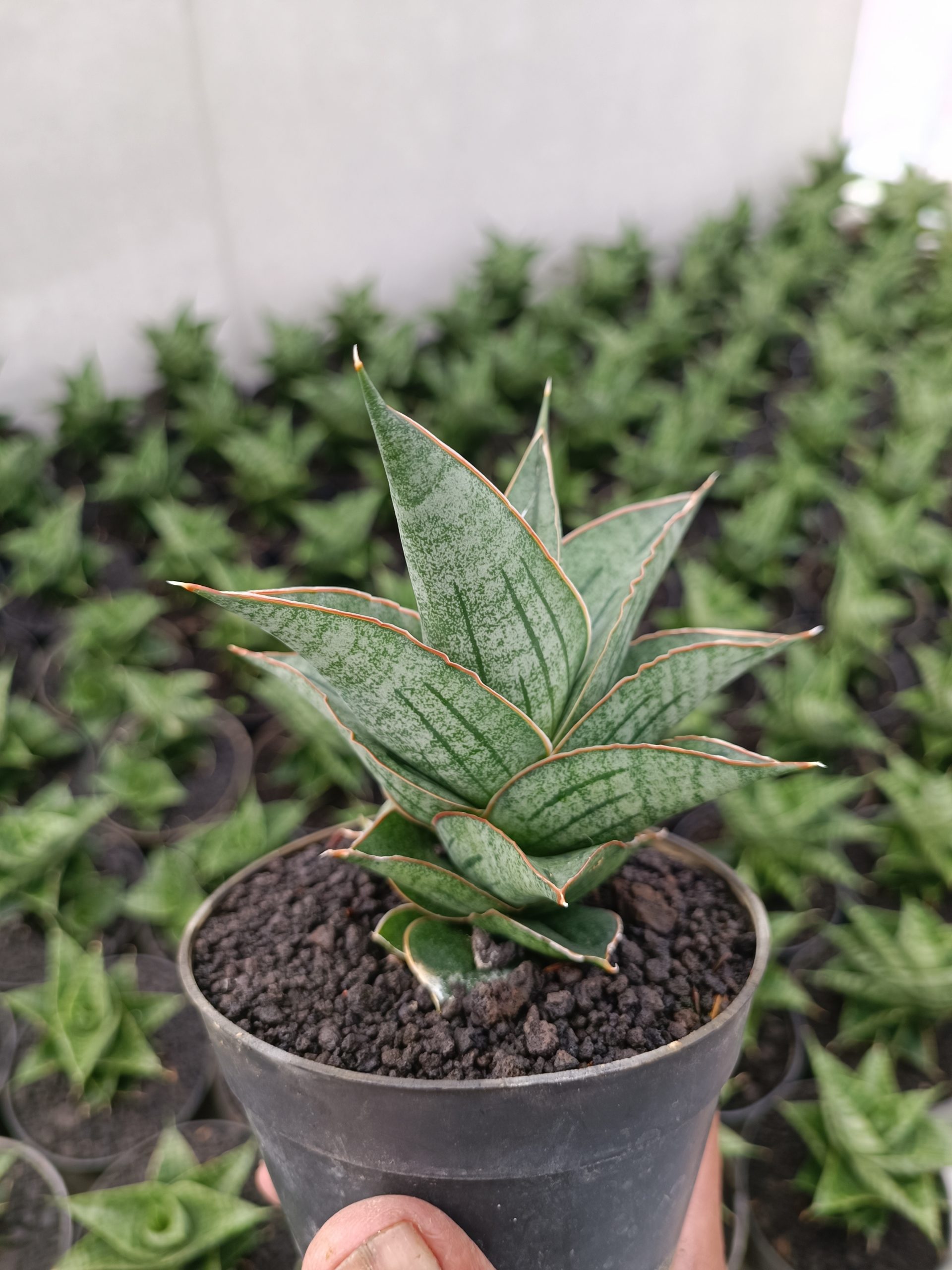2301. Sansevieria Ao 77 Size 13 Cm - Image 3
