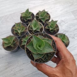 Alternative view of 2302. Sansevieria Ao 77 Size 6 Cm. 10 Pcs