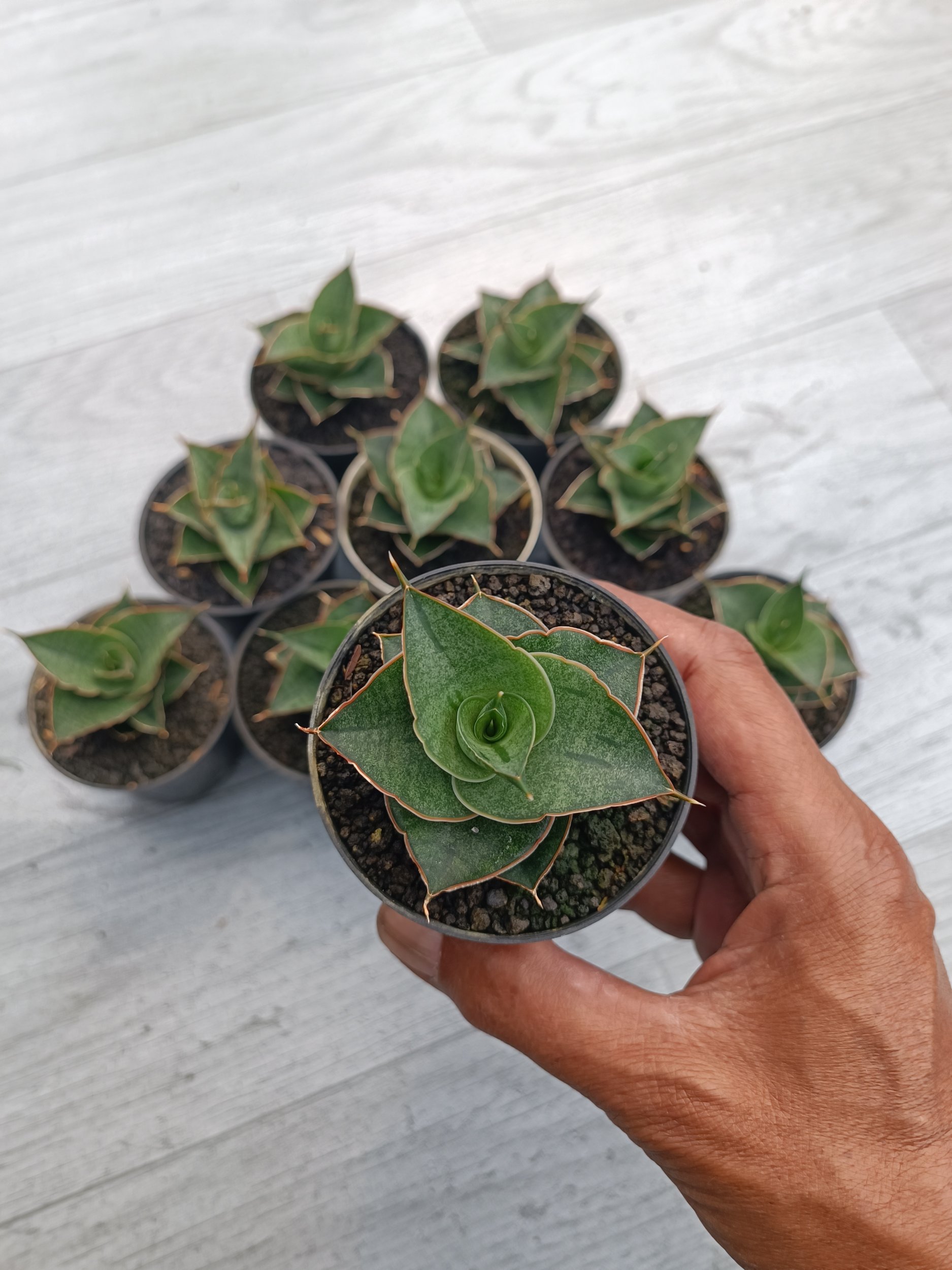 2302. Sansevieria Ao 77 Size 6 Cm. 10 Pcs - Image 2