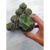 2302. Sansevieria Ao 77 Size 6 Cm. 10 Pcs