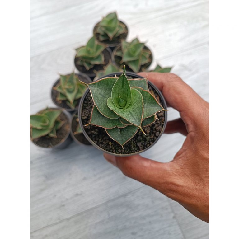 2302. Sansevieria Ao 77 Size 6 Cm. 10 Pcs