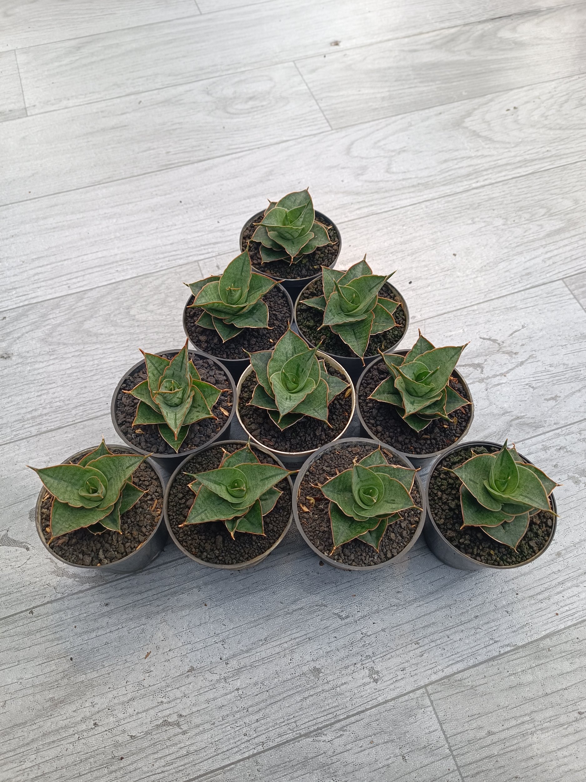 2302. Sansevieria Ao 77 Size 6 Cm. 10 Pcs - Image 3