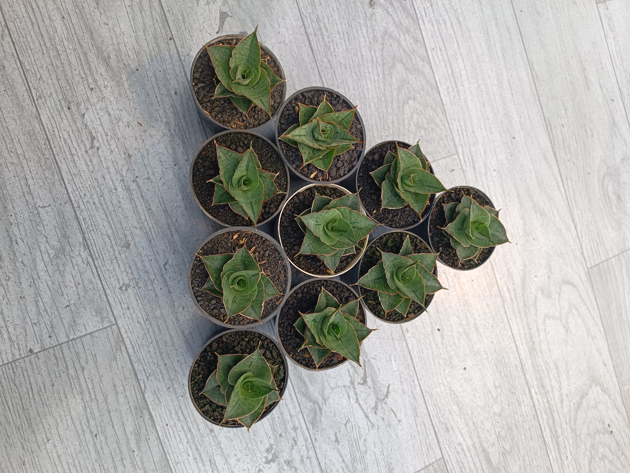 2302. Sansevieria Ao 77 Size 6 Cm. 10 Pcs - Image 4