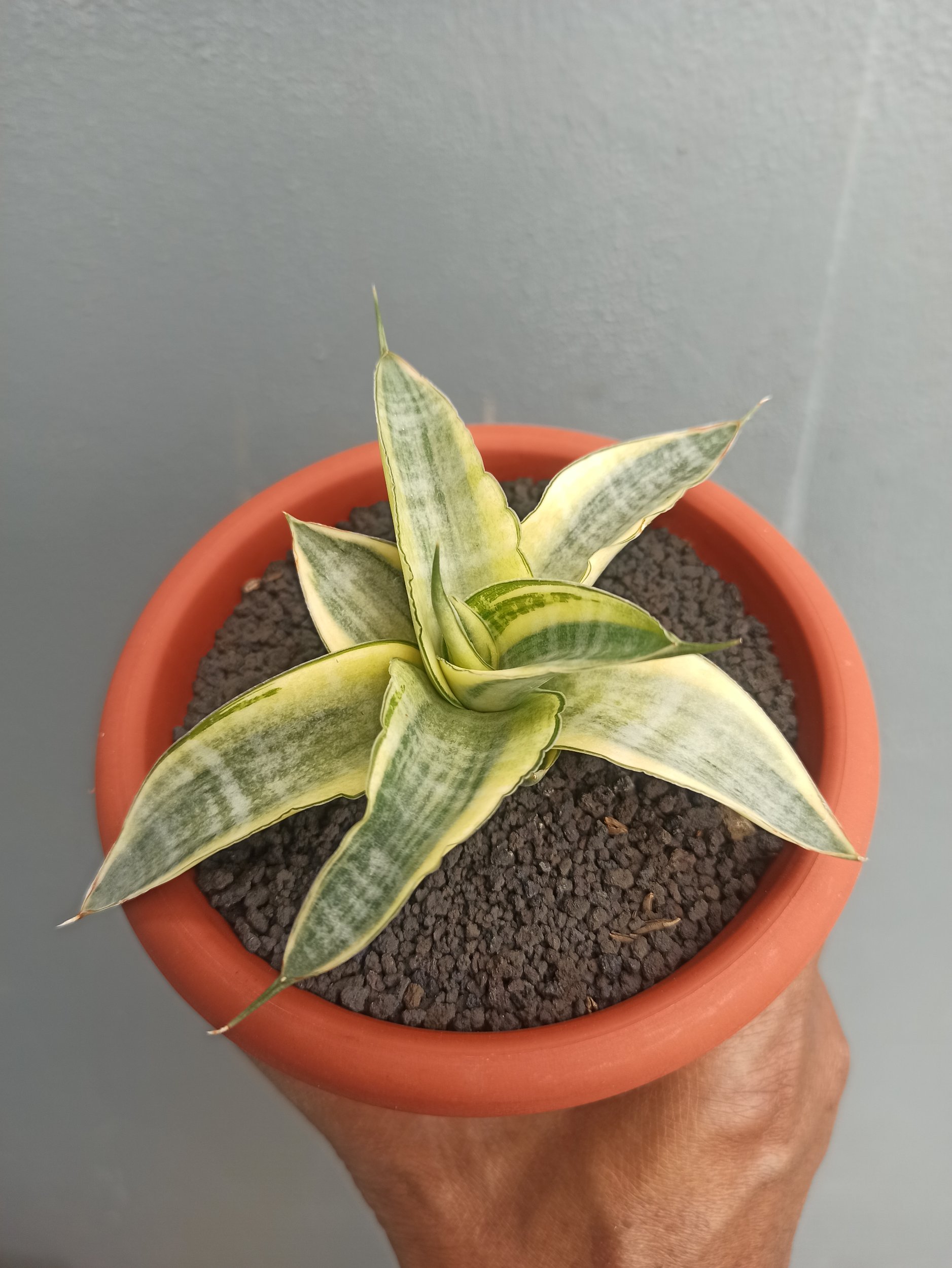 1644. Sansevieria Ariela White Variegated - Image 2