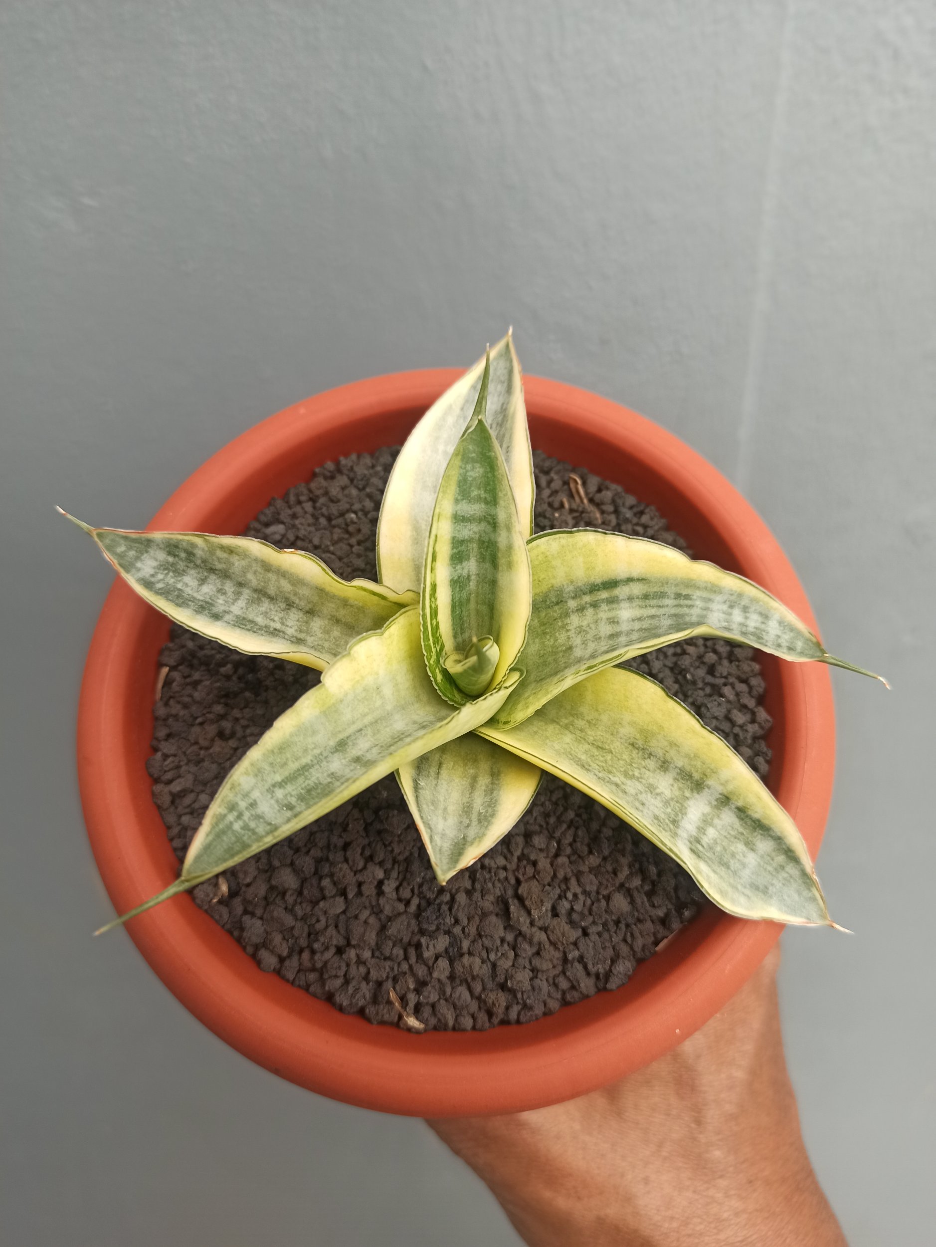 1644. Sansevieria Ariela White Variegated - Image 3