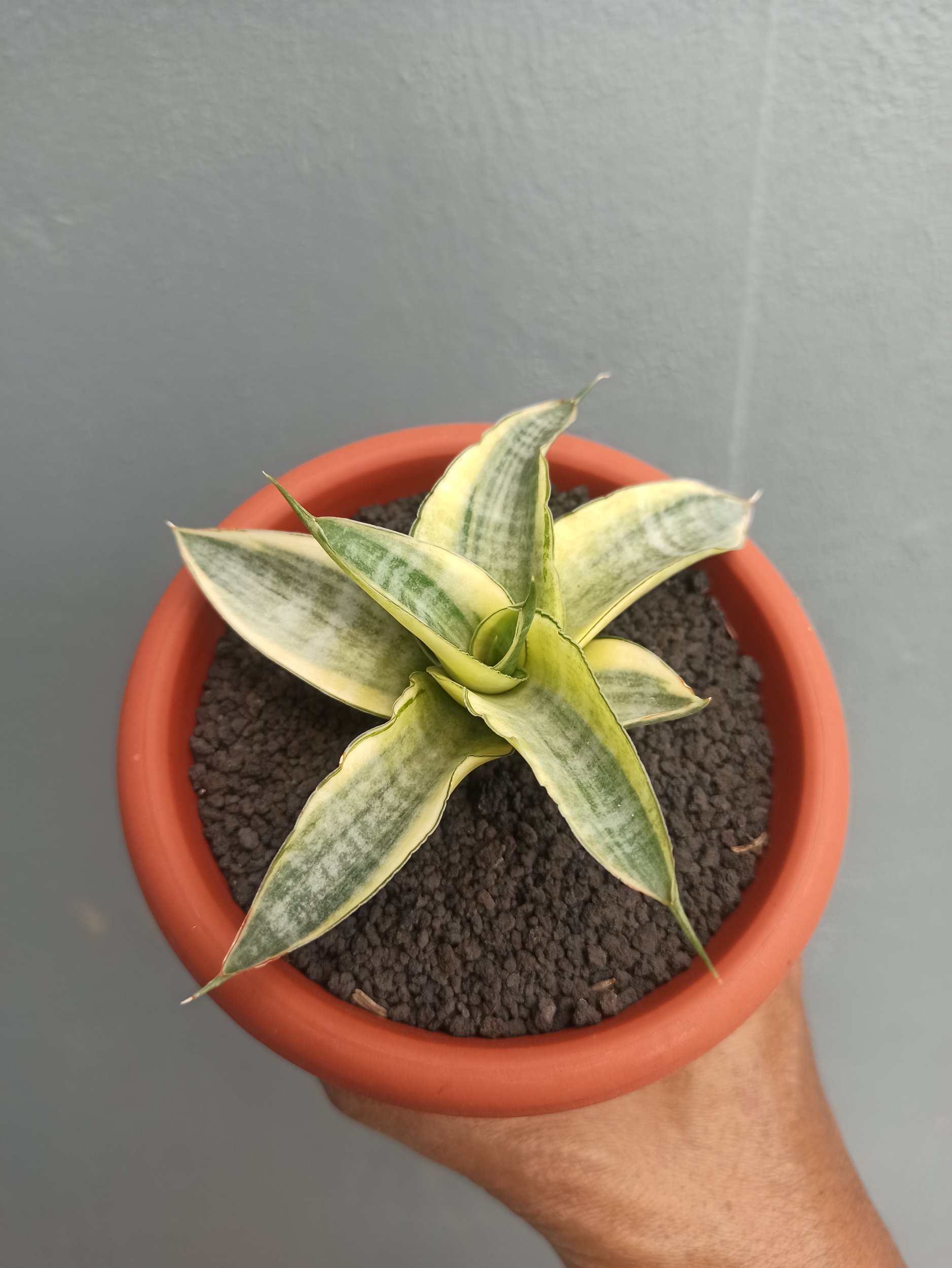 1644. Sansevieria Ariela White Variegated - Image 4
