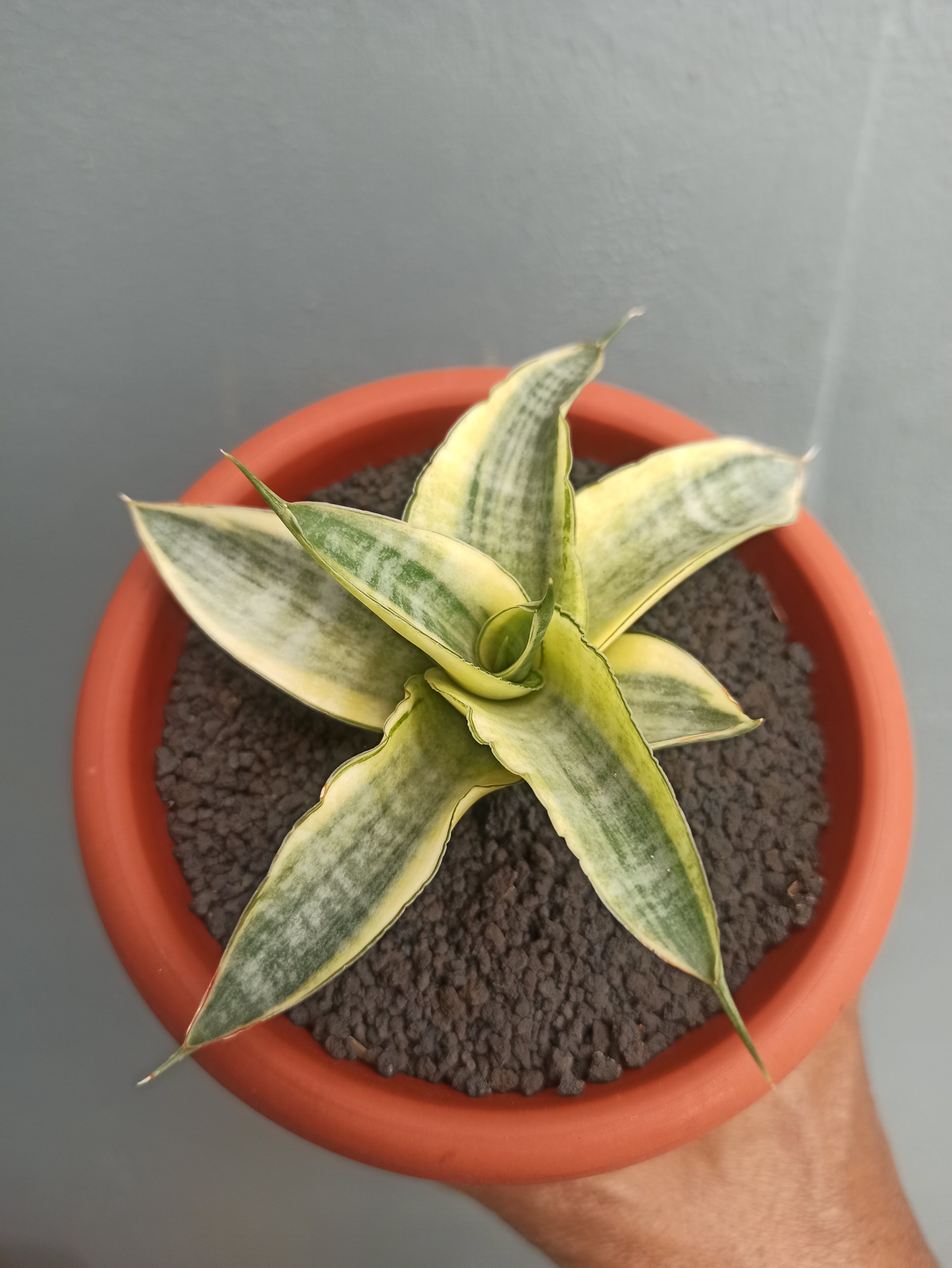 1644. Sansevieria Ariela White Variegated - Image 5