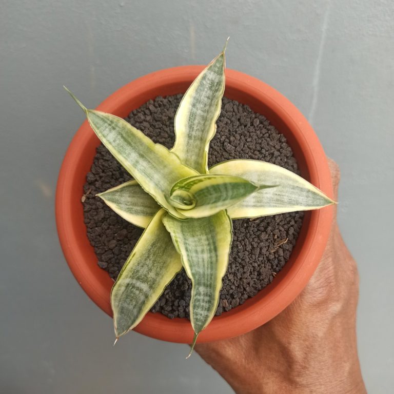 1644. Sansevieria Ariela White Variegated