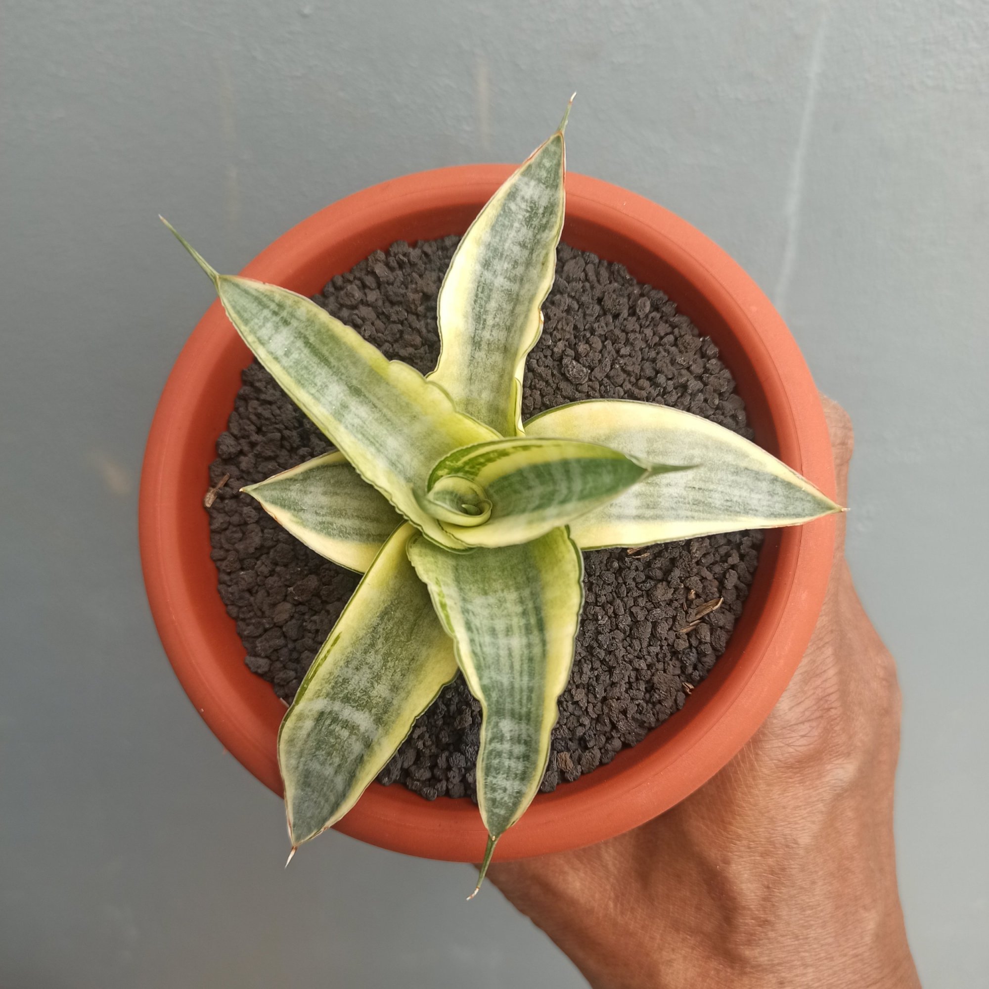 1644. Sansevieria Ariela White Variegated