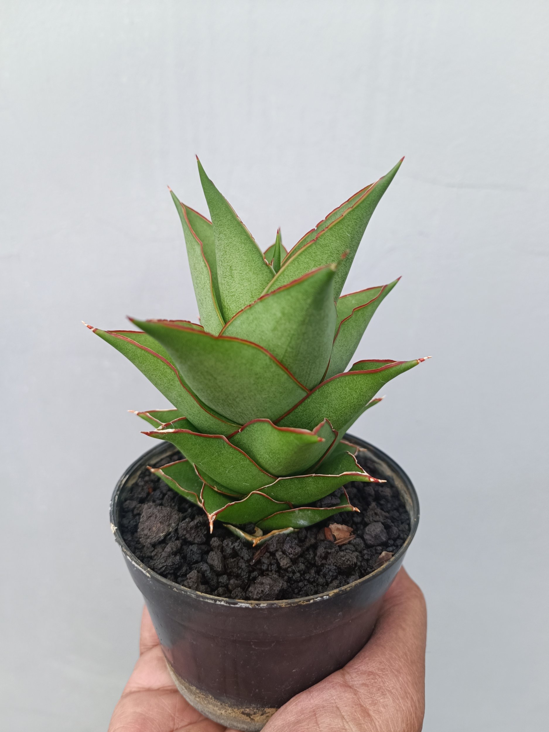 1662. Sansevieria Armanu - Image 2