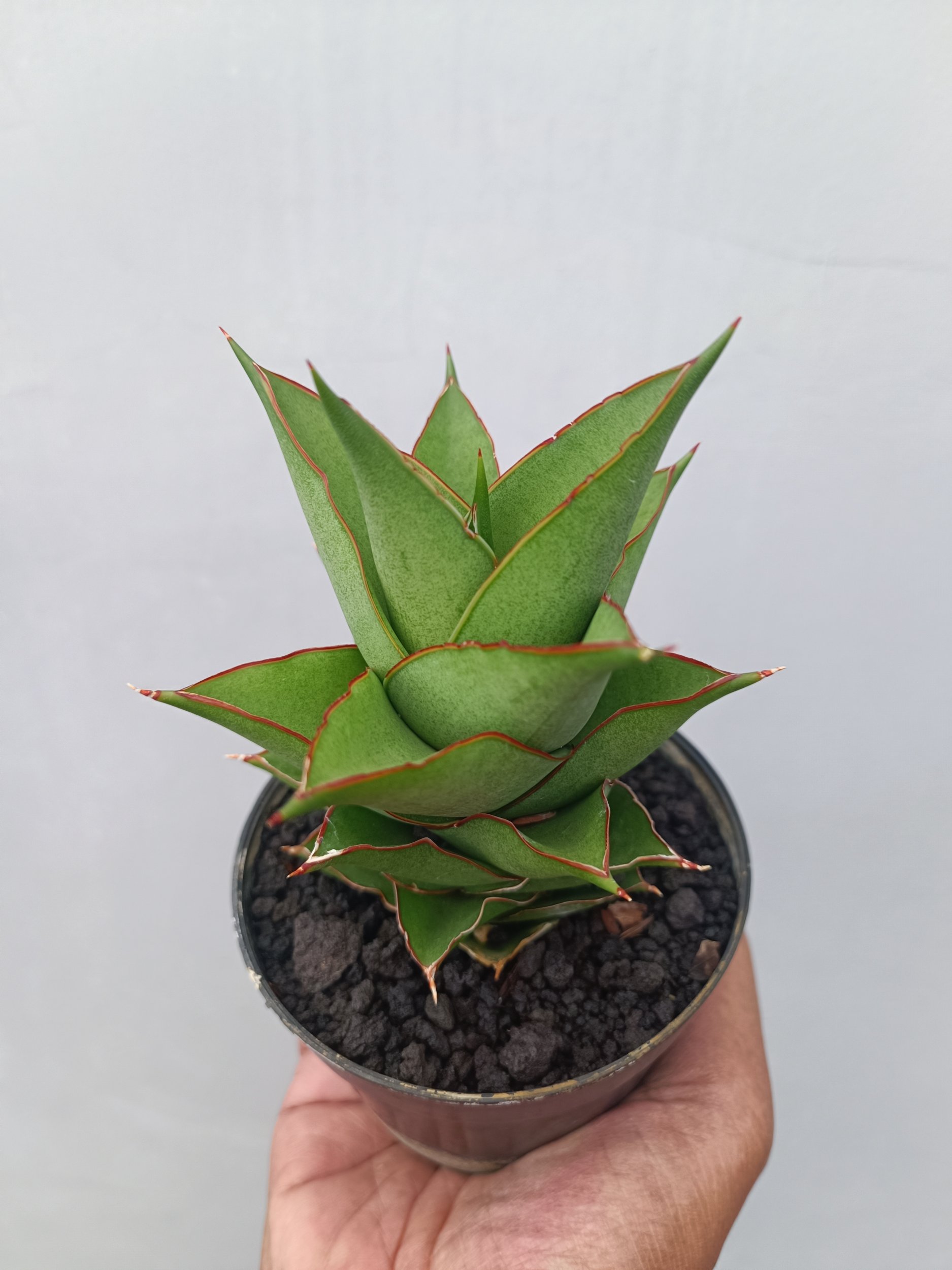 1662. Sansevieria Armanu - Image 3