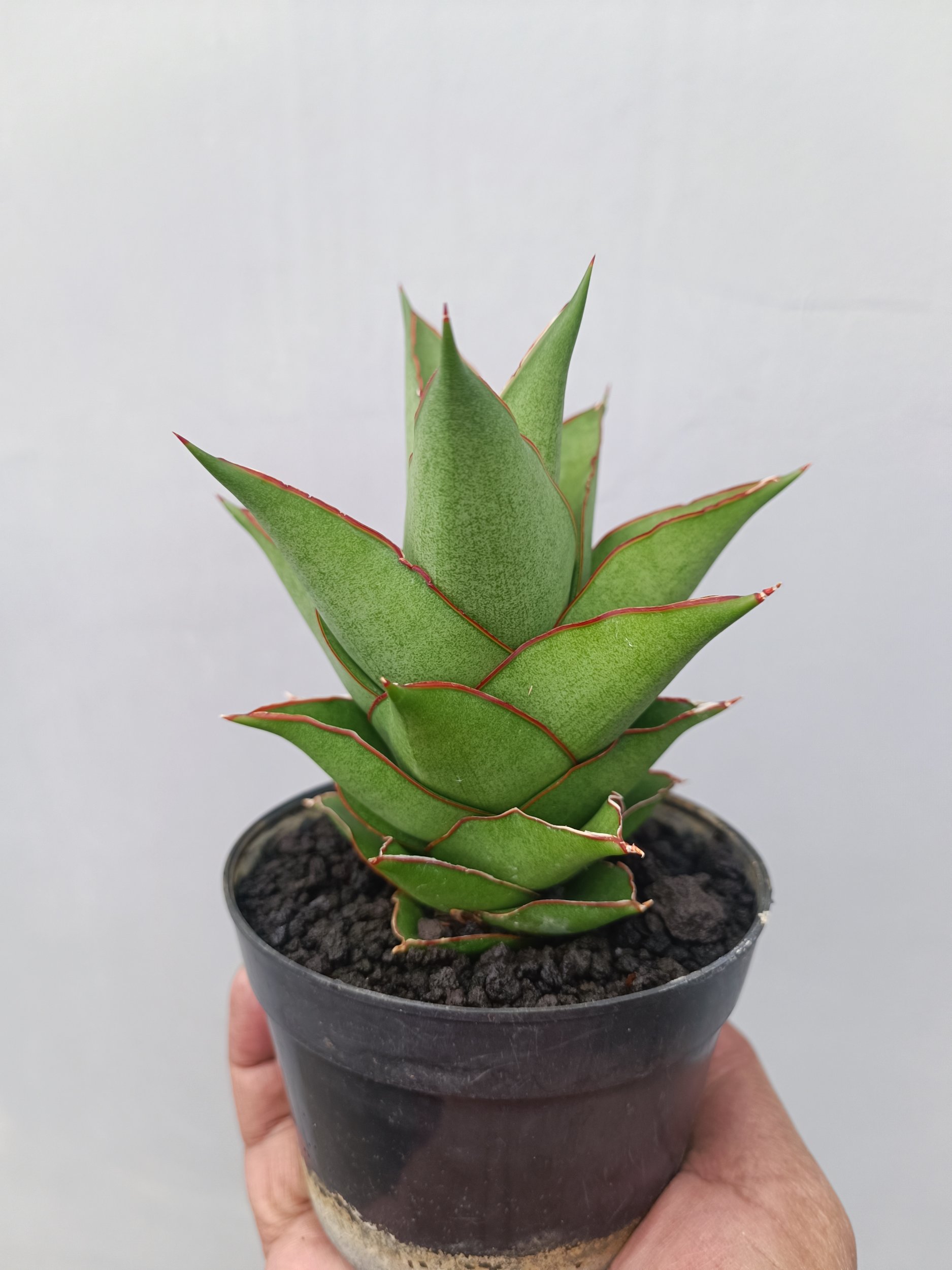 1662. Sansevieria Armanu - Image 4