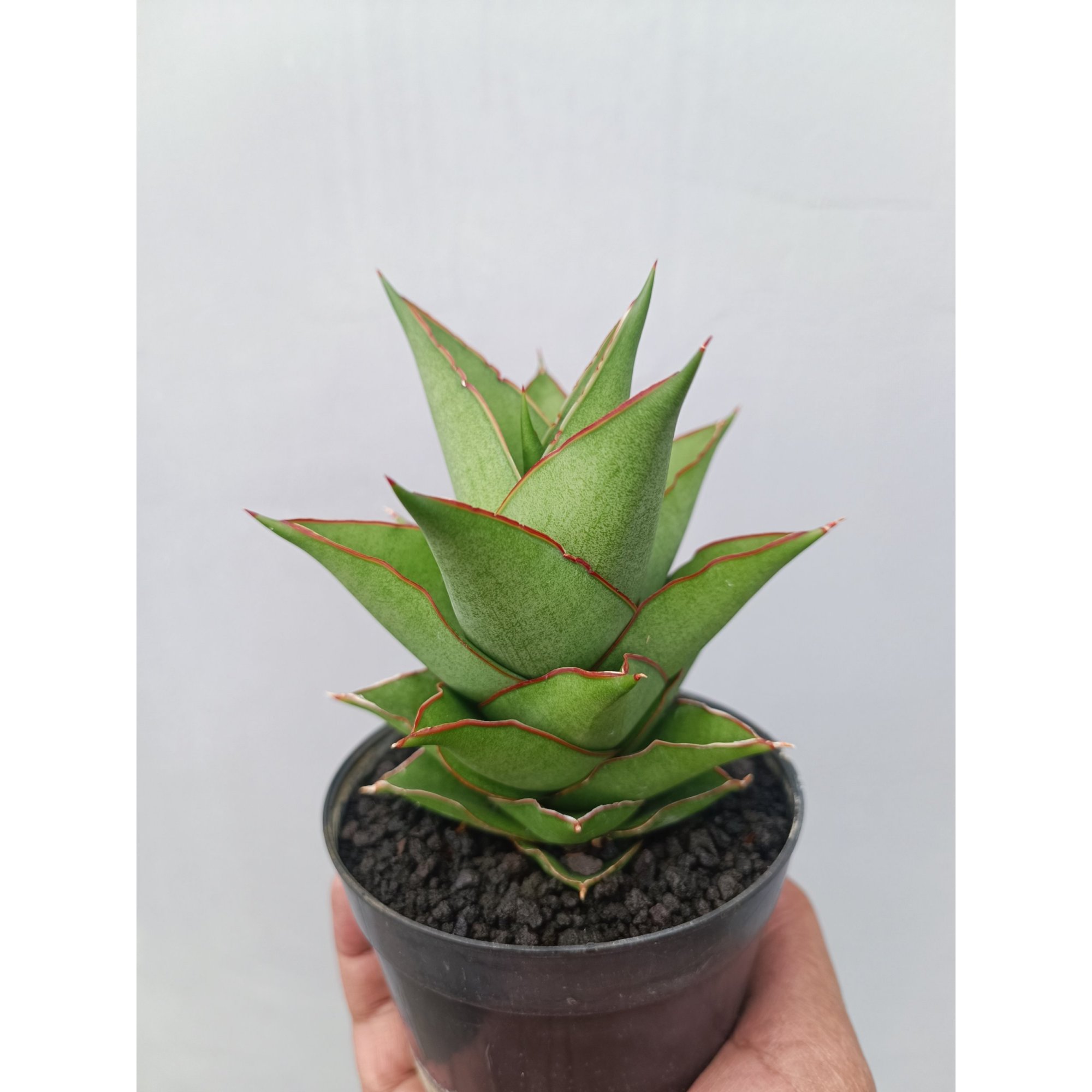 1662. Sansevieria Armanu