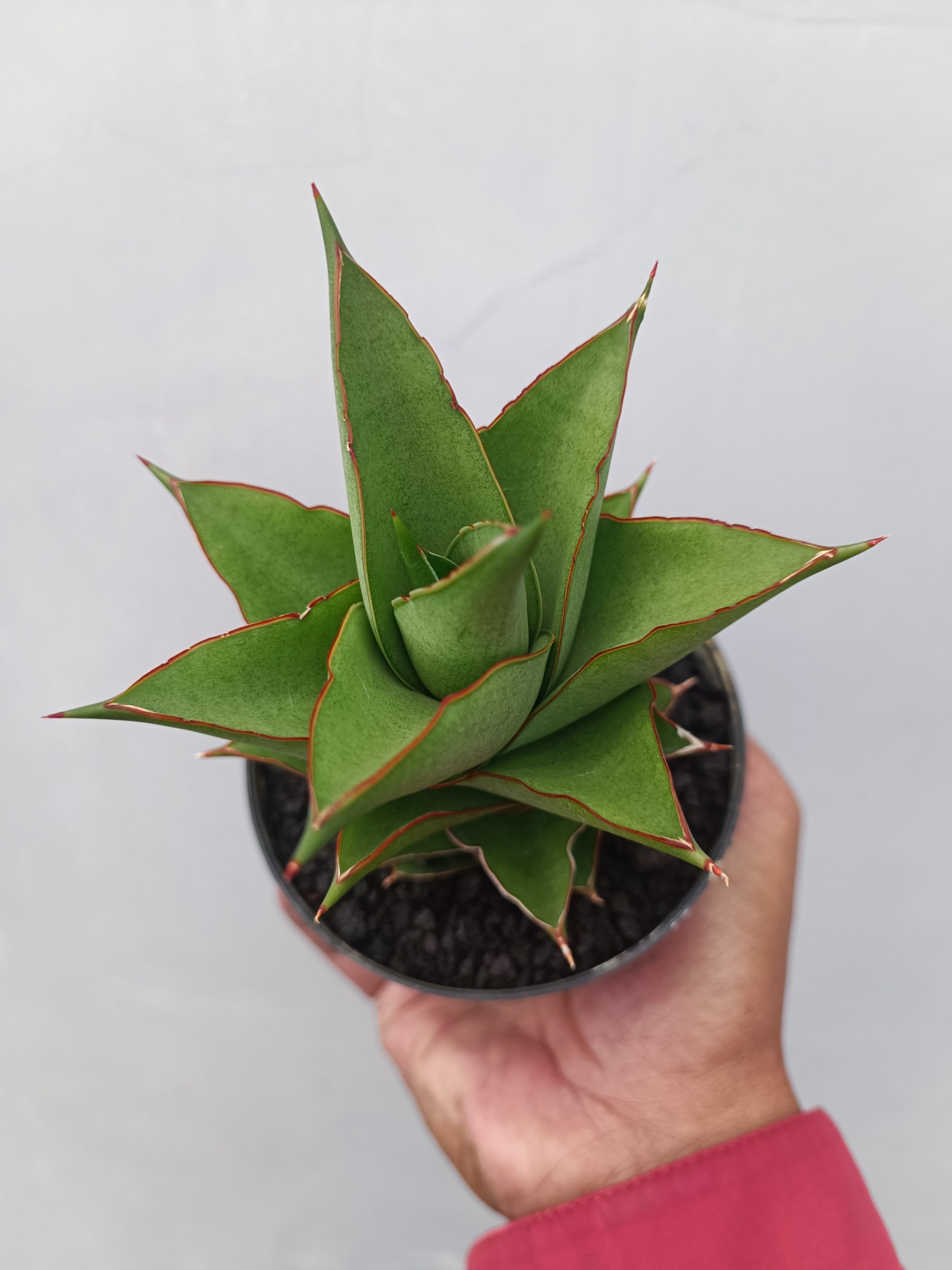1662. Sansevieria Armanu - Image 5