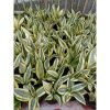 1940. Sansevieria Asahi Size 25 Cm 50 Pcs