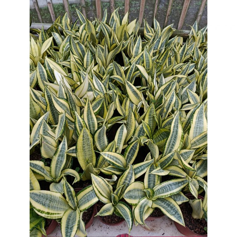 1940. Sansevieria Asahi Size 25 Cm 50 Pcs