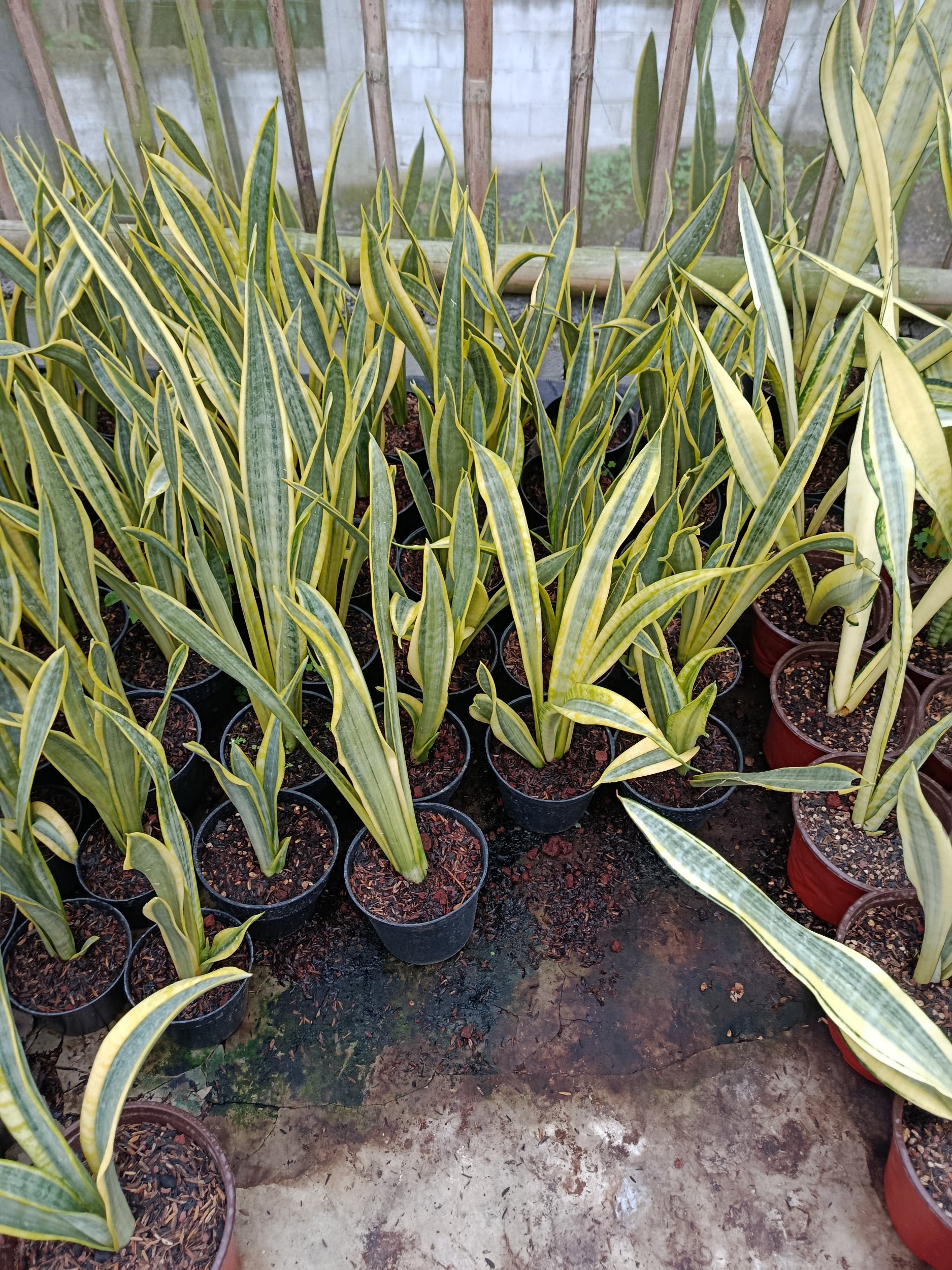 1947. Sansevieria Assalam Size 30 Cm 50 Pcs - Image 2