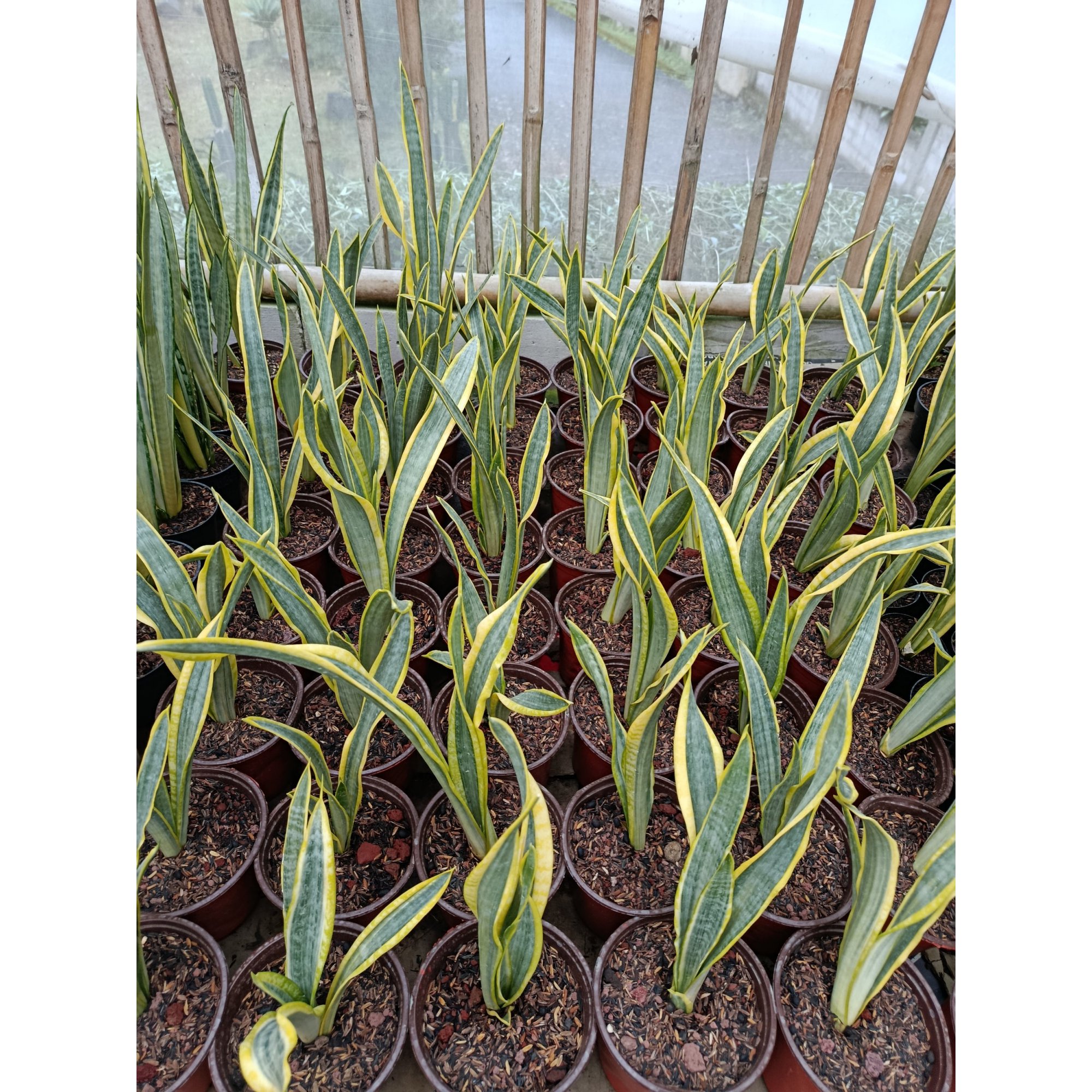 1947. Sansevieria Assalam Size 30 Cm 50 Pcs