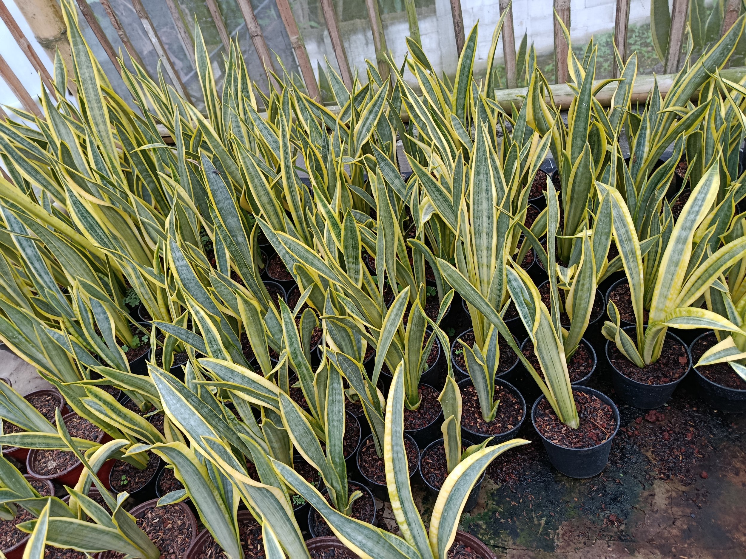 1947. Sansevieria Assalam Size 30 Cm 50 Pcs - Image 3