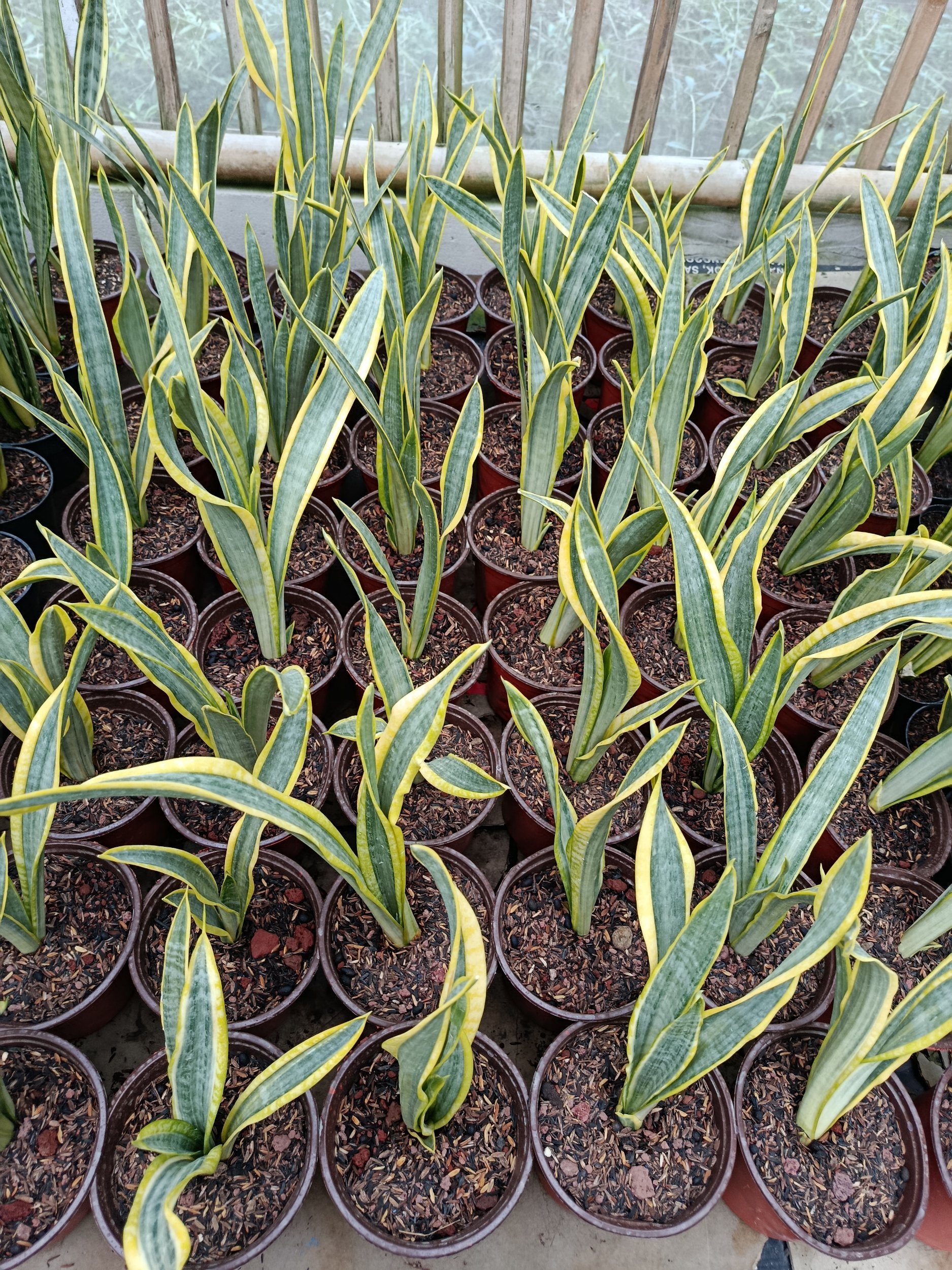 1947. Sansevieria Assalam Size 30 Cm 50 Pcs - Image 4