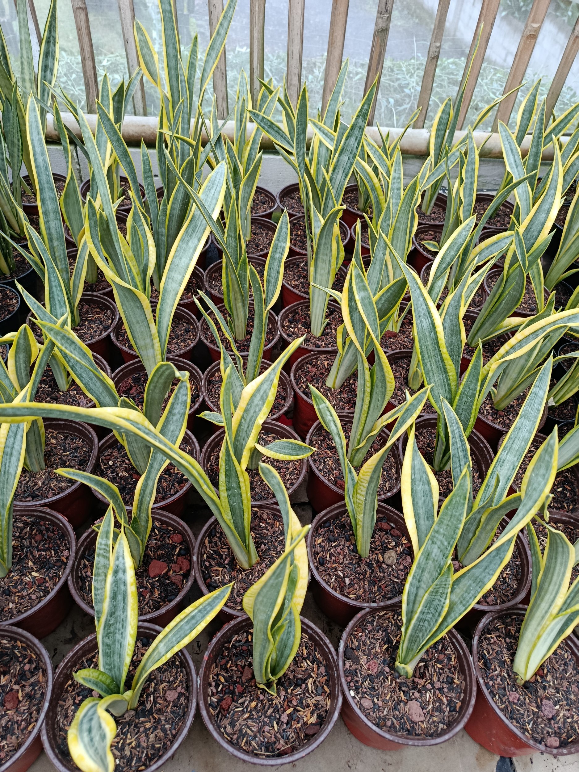 1947. Sansevieria Assalam Size 30 Cm 50 Pcs - Image 5