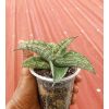 2056. Sansevieria Assurra