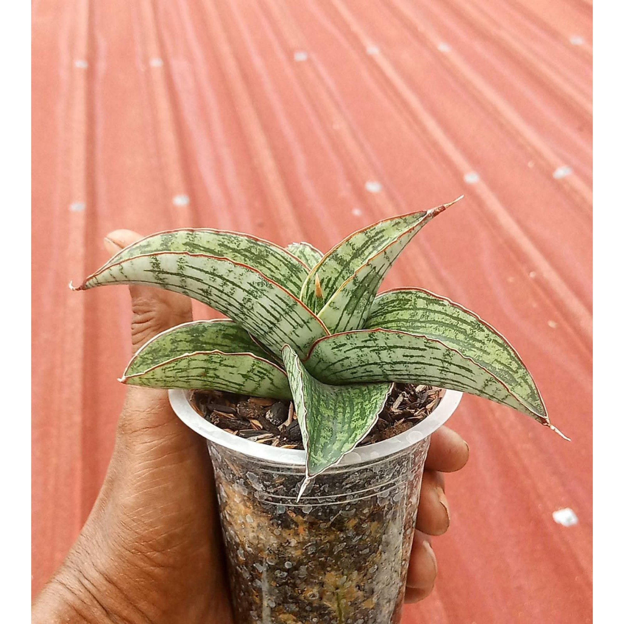 2056. Sansevieria Assurra