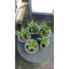 2144. Sansevieria Aulia X Balyi 5 Pcs