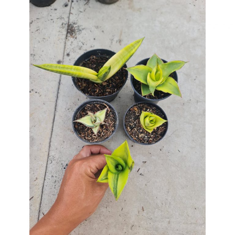 1733. Sansevieria Aurea Package 5 Pcs