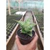 1424. Sansevieria Aurora