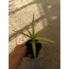 2225. Sansevieria Bagamoyensis Varigated