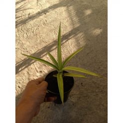 2225. Sansevieria Bagamoyensis Varigated