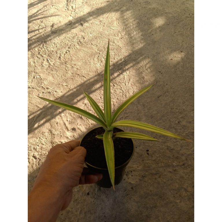 2225. Sansevieria Bagamoyensis Varigated