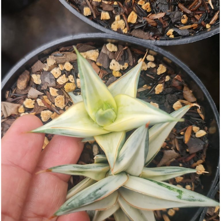 2017. Sansevieria Ballyi Star White