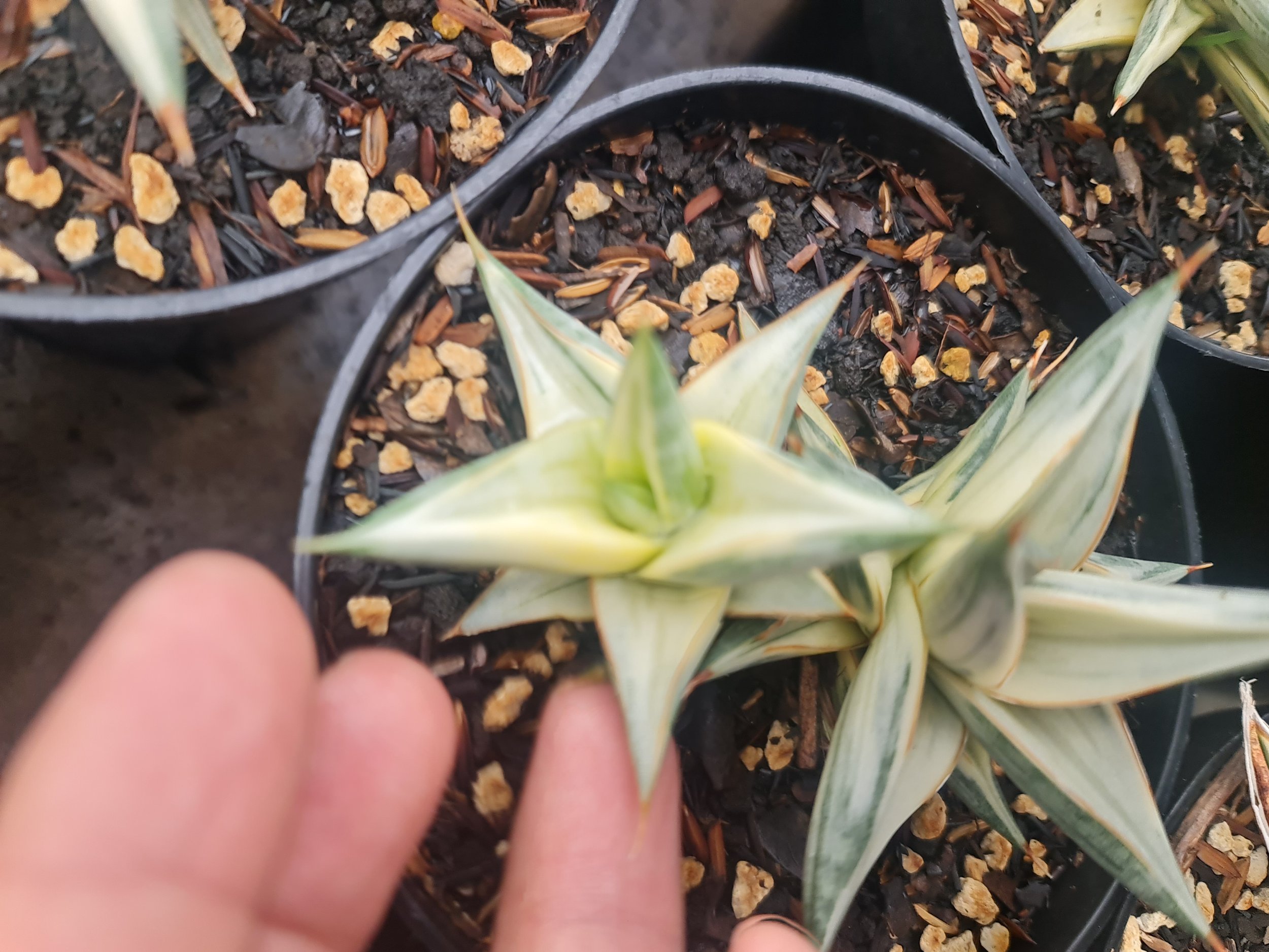 2017. Sansevieria Ballyi Star White - Image 2