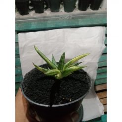 1858. Sansevieria Balyi Minii Variegated size 10 cm