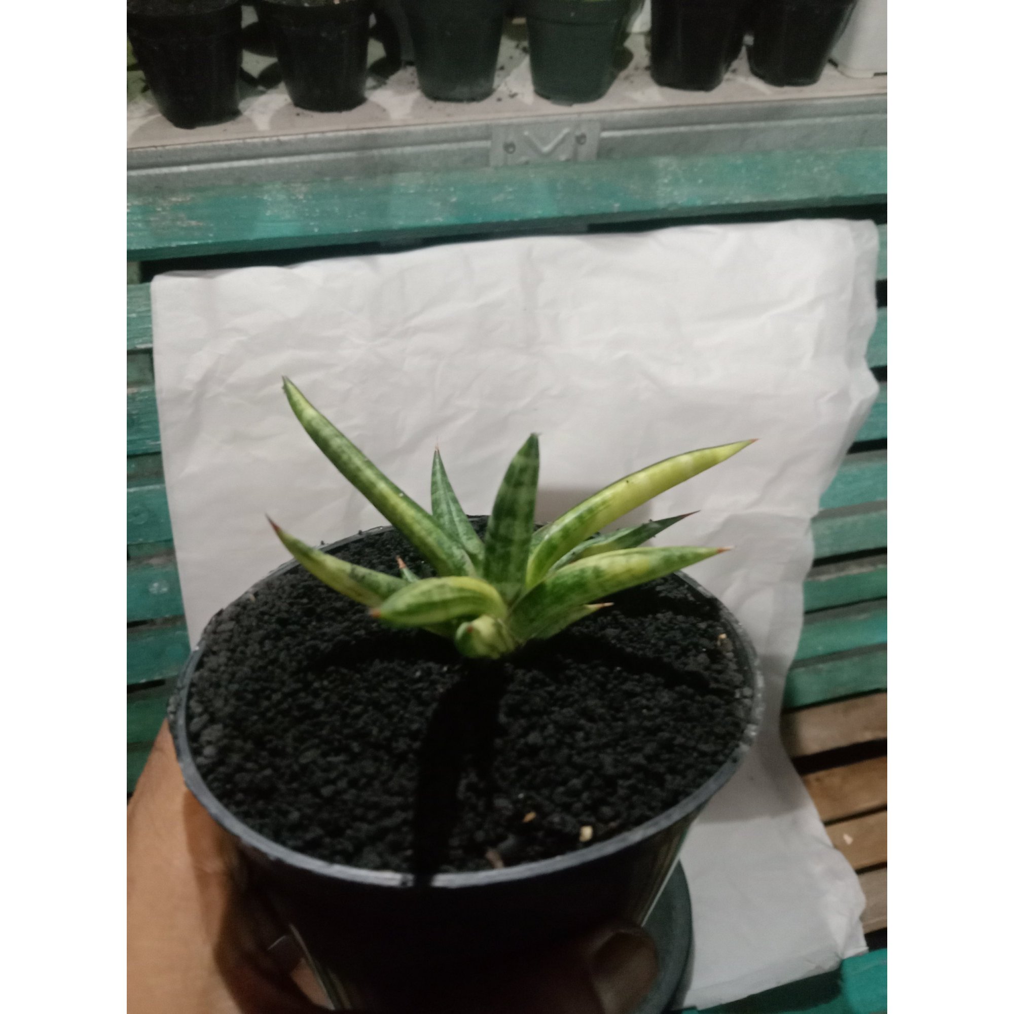 1858. Sansevieria Balyi Minii Variegated size 10 cm