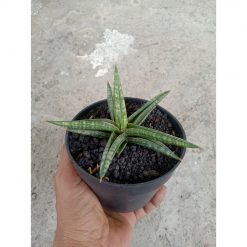 2219. Sansevieria Balyi Star