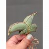 1000. Sansevieria Banana