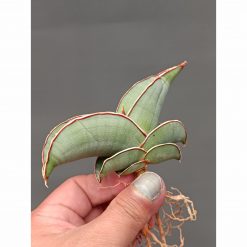 1000. Sansevieria Banana