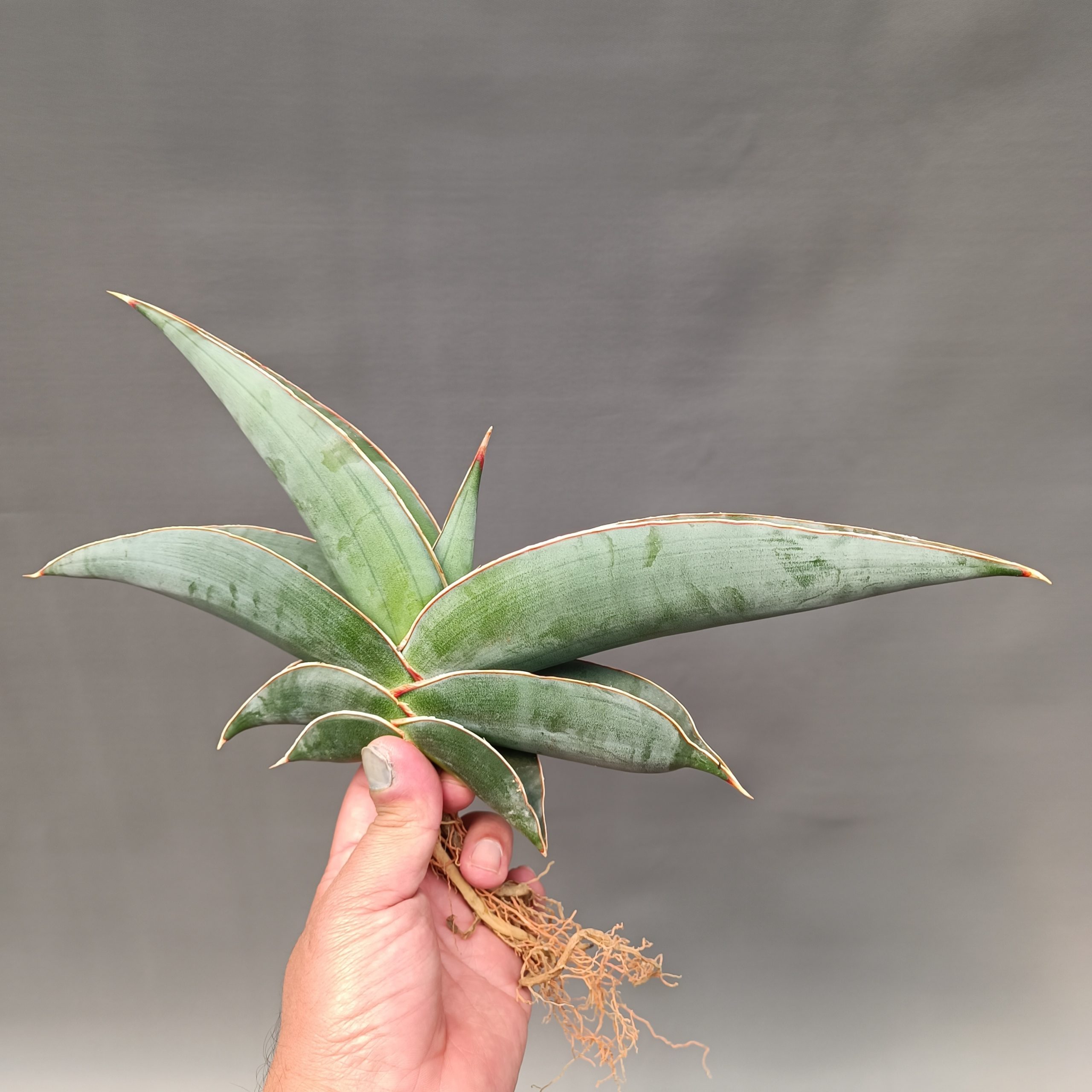 1086. Sansevieria Banana Size 20 Cm