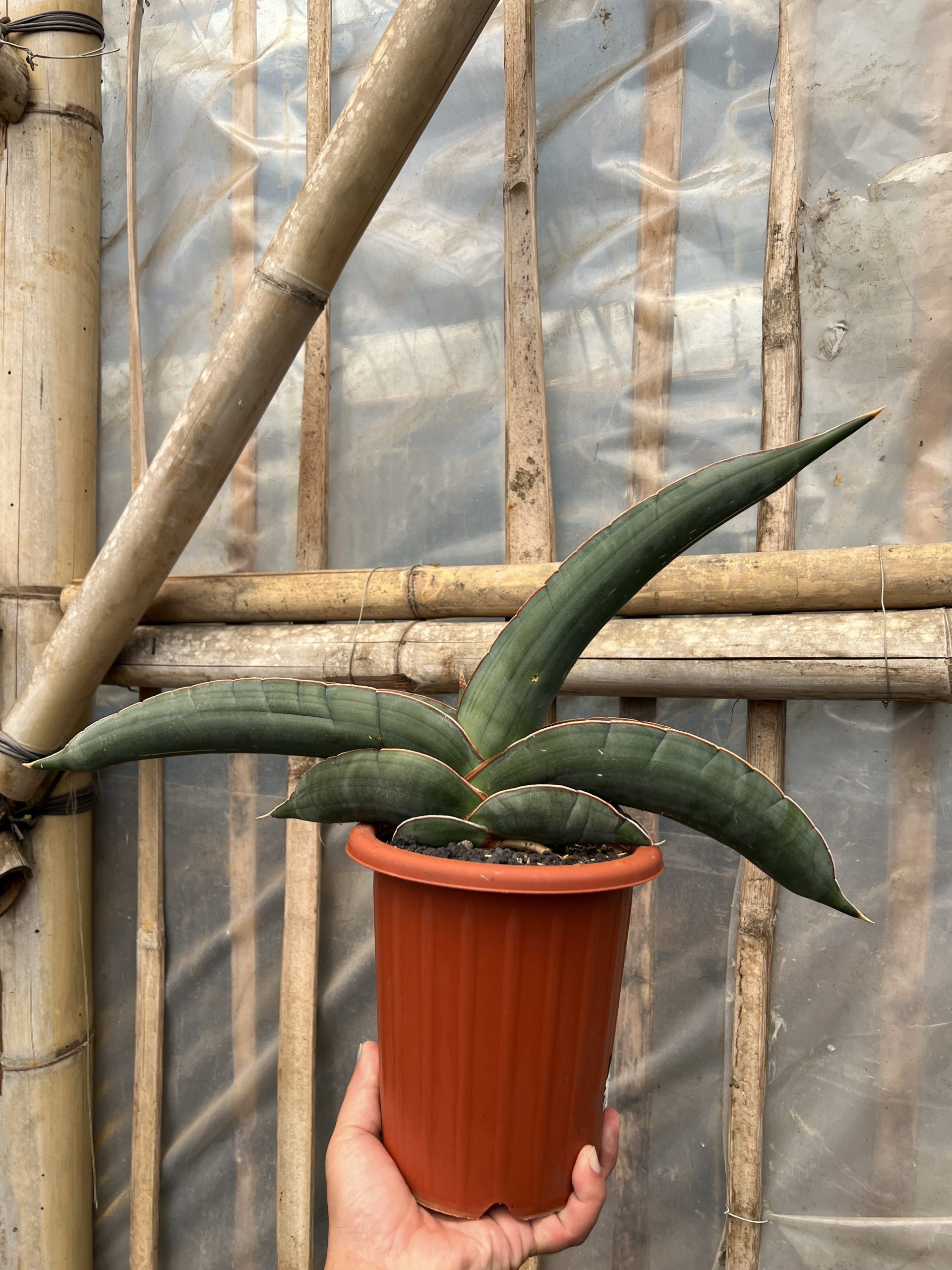 1574. Sansevieria Banana size 25 cm - Image 2